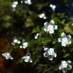 LuxeLumen Garden Flower | Elegant solar-powered lighting for an enchanting garden