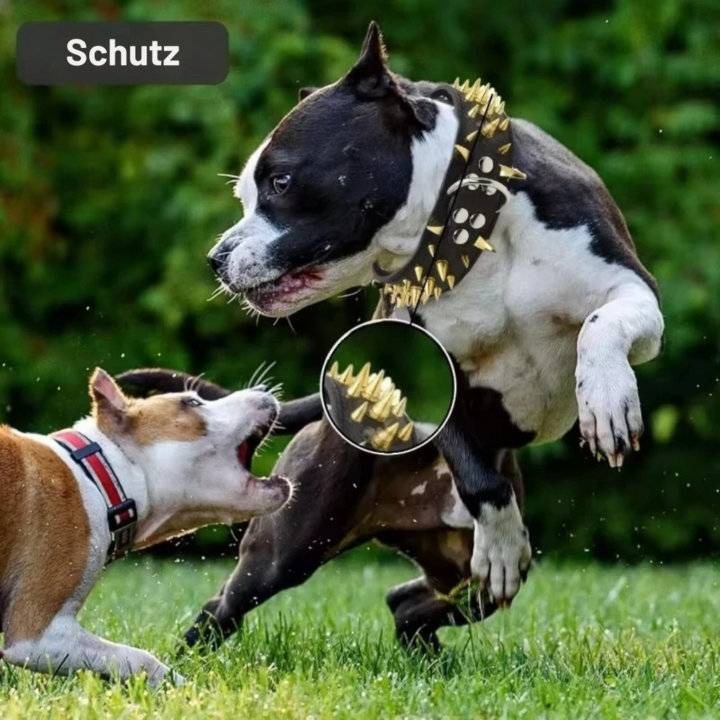 Dog collar with studs for large dogs