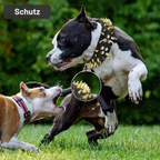Dog collar with studs for large dogs