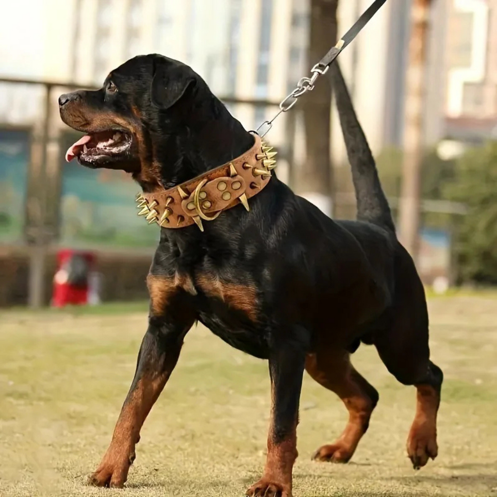Dog collar with studs for large dogs
