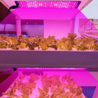 4 heads 12V Full Spectrum Red and Blue Light Panel Plant Growth Lamp Seedling Fill Lights (EU plug)