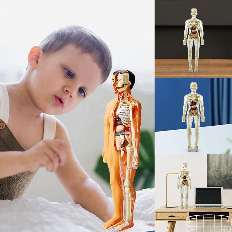 3D human body torso model for children anatomy model skeleton