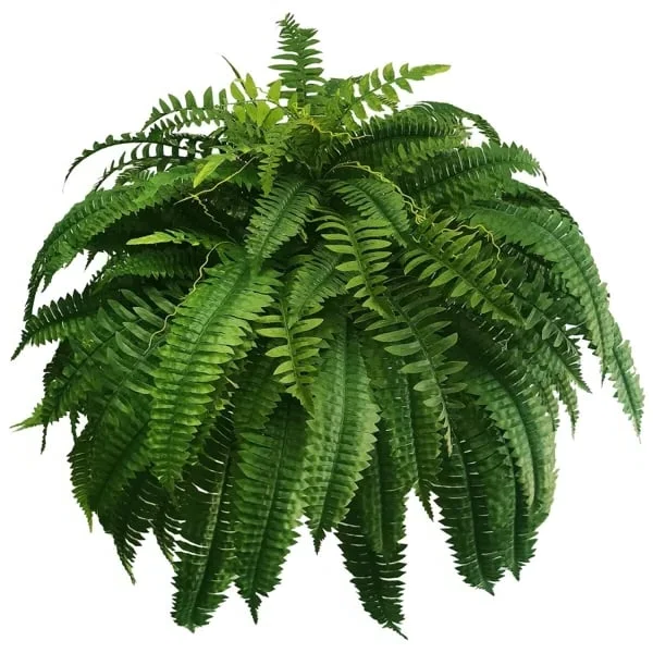 EverGreen Boston Fern – Artificial Plant with UV Protection and Weather Resistant Design