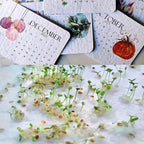 Eco-friendly Plantable Seed Calendar 2025 – Grow Year-Round