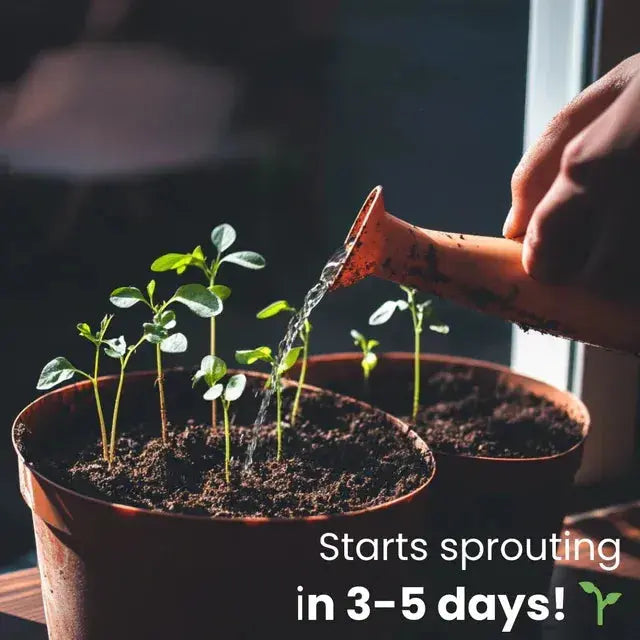 Eco-friendly Plantable Seed Calendar 2025 – Grow Year-Round