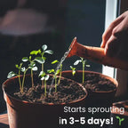 Eco-friendly Plantable Seed Calendar 2025 – Grow Year-Round