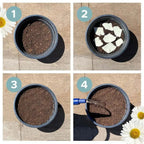 Eco-friendly Plantable Seed Calendar 2025 – Grow Year-Round