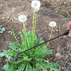 Weed removal tool with 4 prongs – Garden hoe tool
