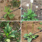 Weed removal tool with 4 prongs – Garden hoe tool