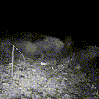 Night Vision Outdoor Wildlife Animal Camera