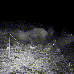 Night Vision Outdoor Wildlife Animal Camera
