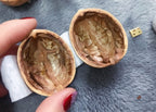 Handcrafted dollhouse made from walnut shells with interior light