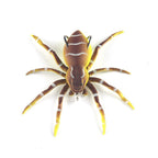 Spider Soft Fishing Lures - Makes Fishing Easier & More Fun