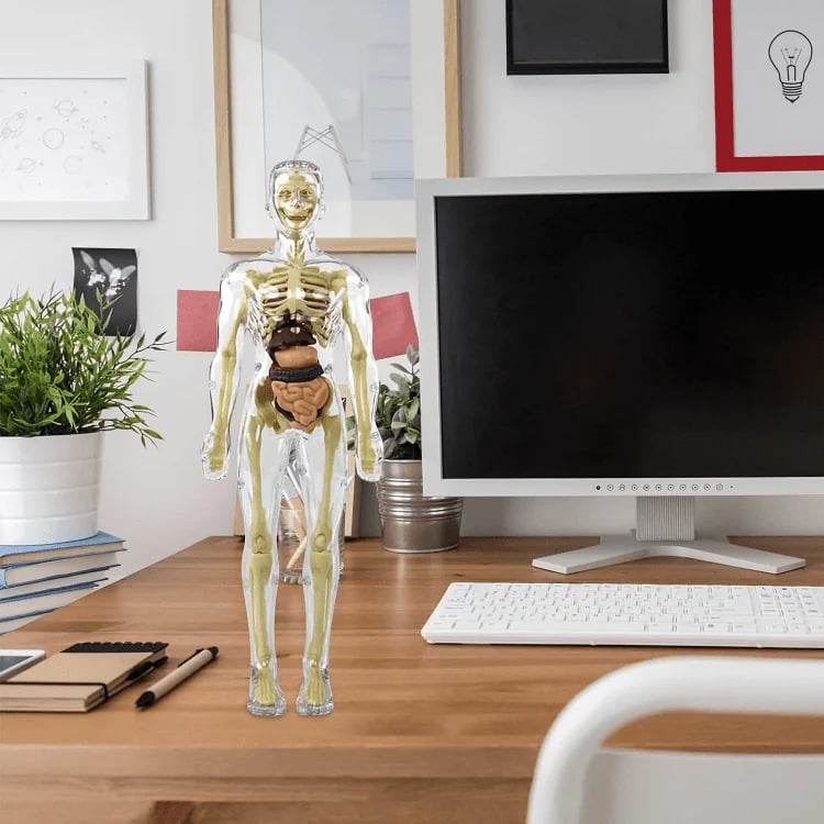 Clear Human Body Structure Model