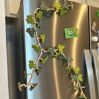 3D Printed Ivy Refrigerator Magnet — Realistic Plant Decoration with Strong Adhesion