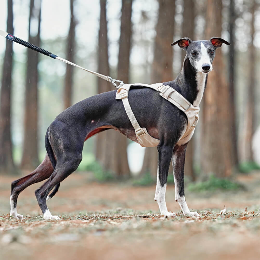 AquaCool - Anti-Pull Dog Harness with Multi-Functional Leash