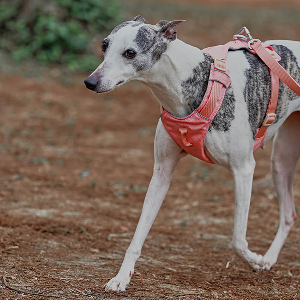AquaCool - Anti-Pull Dog Harness with Multi-Functional Leash
