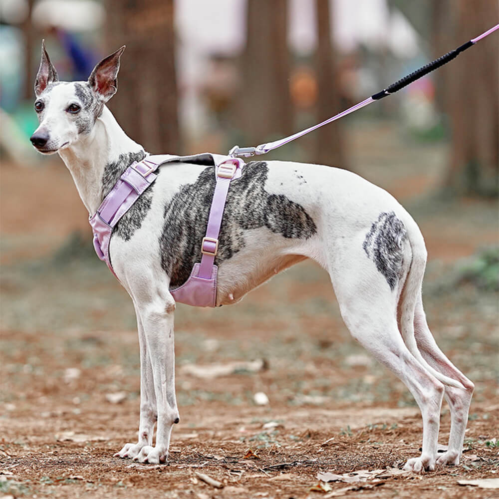 AquaCool - Anti-Pull Dog Harness with Multi-Functional Leash