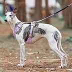 AquaCool - Anti-Pull Dog Harness with Multi-Functional Leash