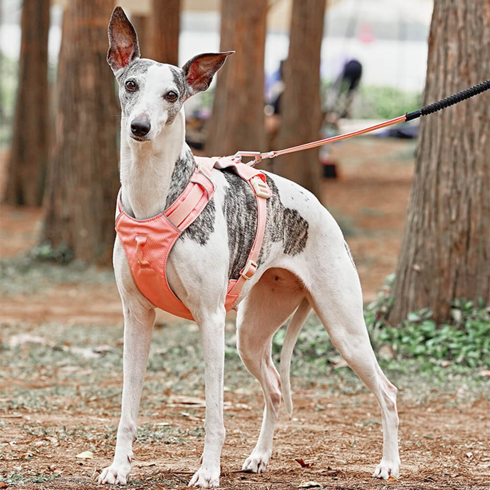 AquaCool - Anti-Pull Dog Harness with Multi-Functional Leash