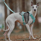 AquaCool - Anti-Pull Dog Harness with Multi-Functional Leash