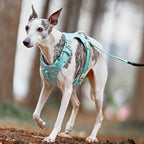 AquaCool - Anti-Pull Dog Harness with Multi-Functional Leash