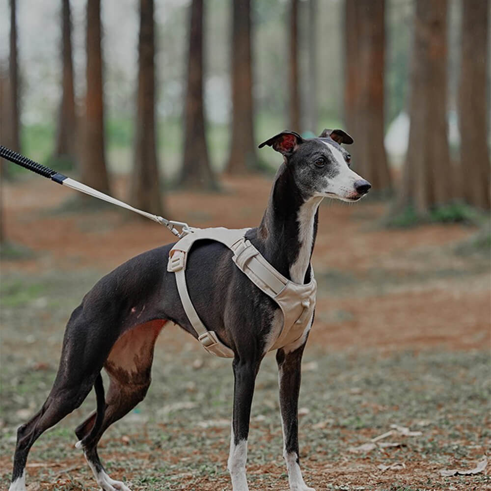 AquaCool - Anti-Pull Dog Harness with Multi-Functional Leash
