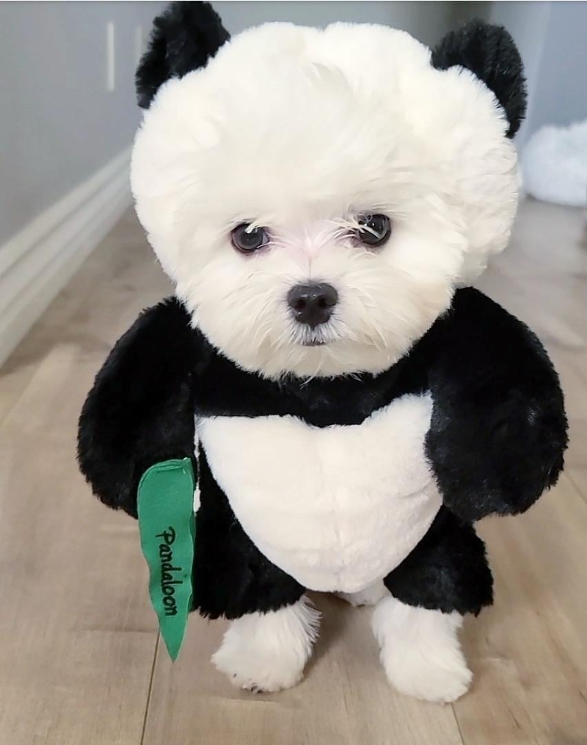 Pandaloon Dog and Pet Costume Set