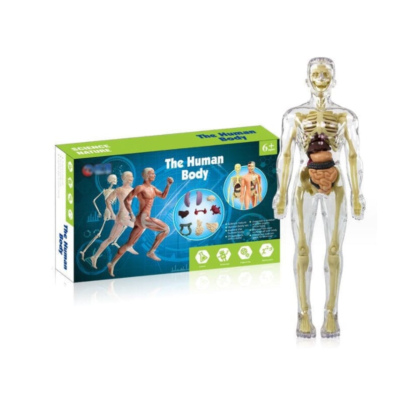 3D human body torso model for children anatomy model skeleton