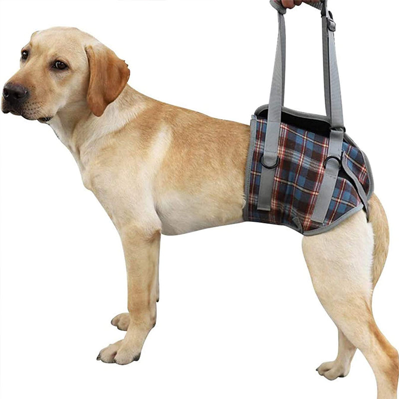 Orthopedic Strap for Hind Legs