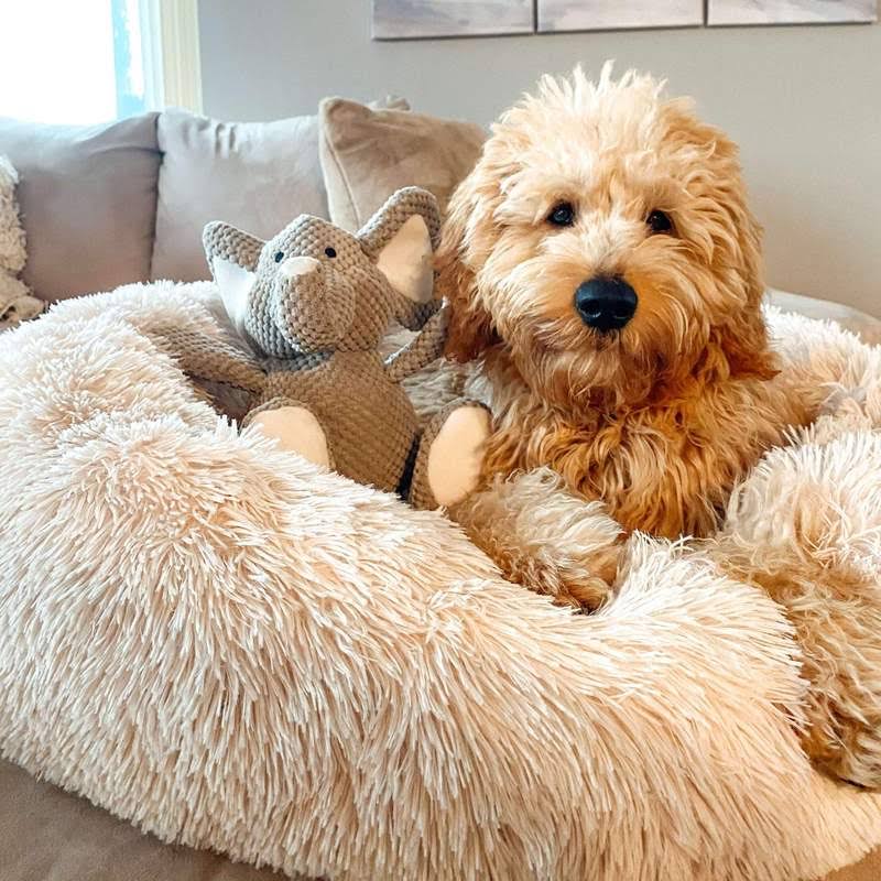 Orthopedic Plush Donut Dog Bed
