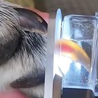 PawGlow – Safely trim your dog's nails with built-in LED light
