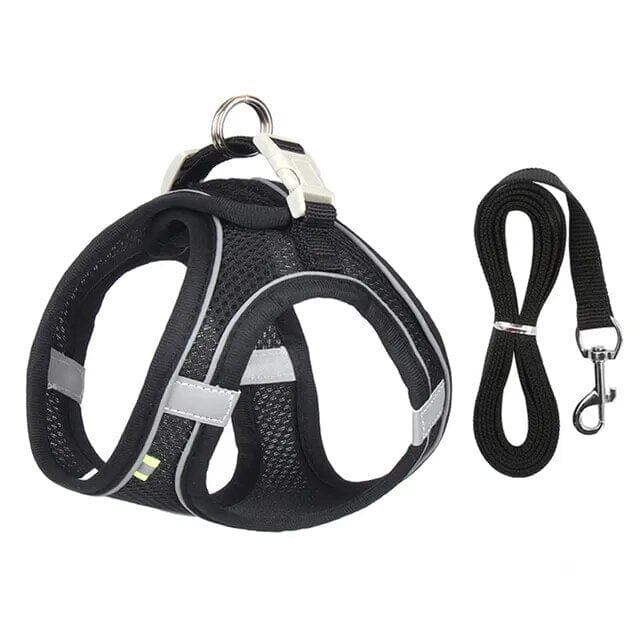 Venture Dish & Leash