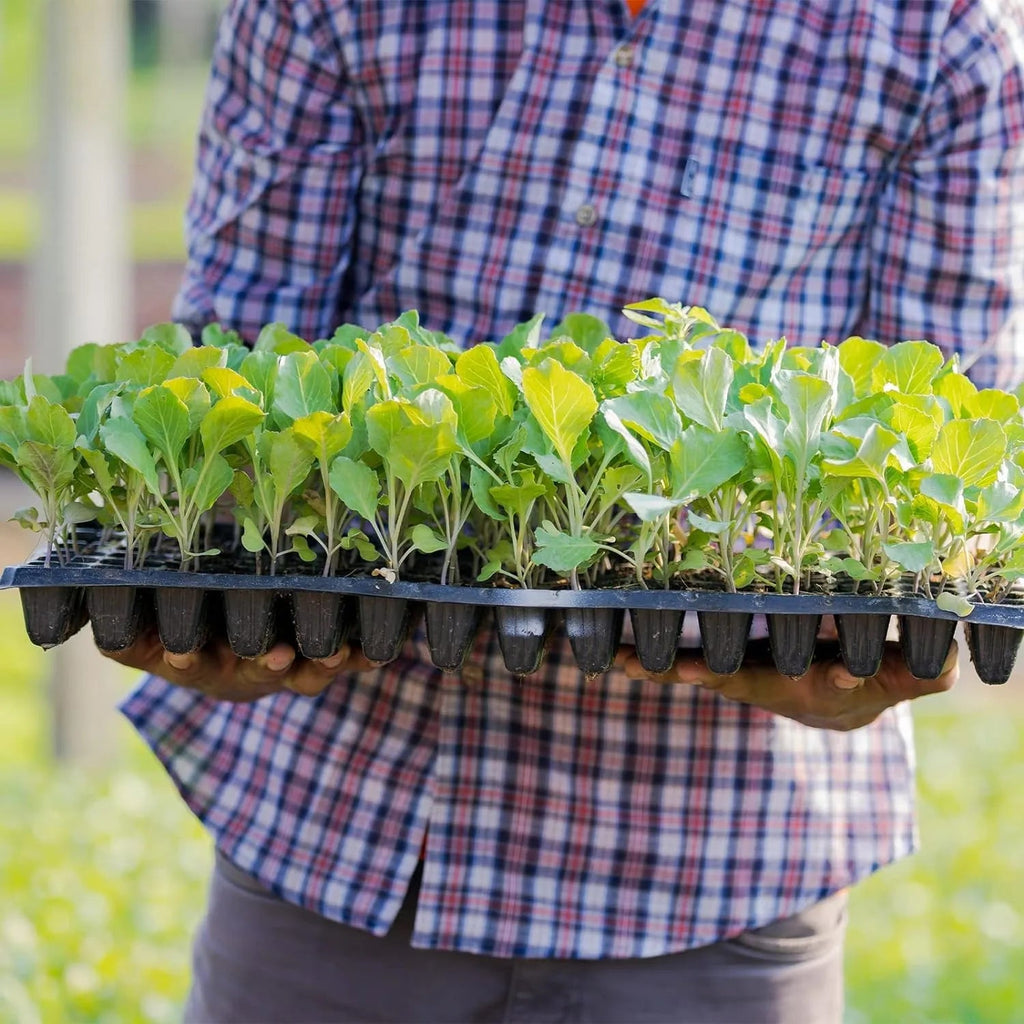 Rectangular Plant Bowl – Seedling Tray for Efficient Germination and Growth of Seedlings