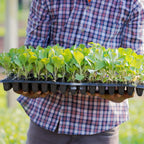 Rectangular Plant Bowl – Seedling Tray for Efficient Germination and Growth of Seedlings