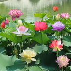 LotusWaters – Bonsai Water Garden Seeds for Pond and Balcony