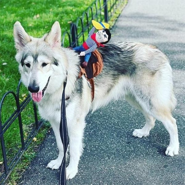 The Cowboy Rider Dog Costume