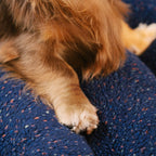 Comfortable Dog Bed - CheesecakeComfort Bed