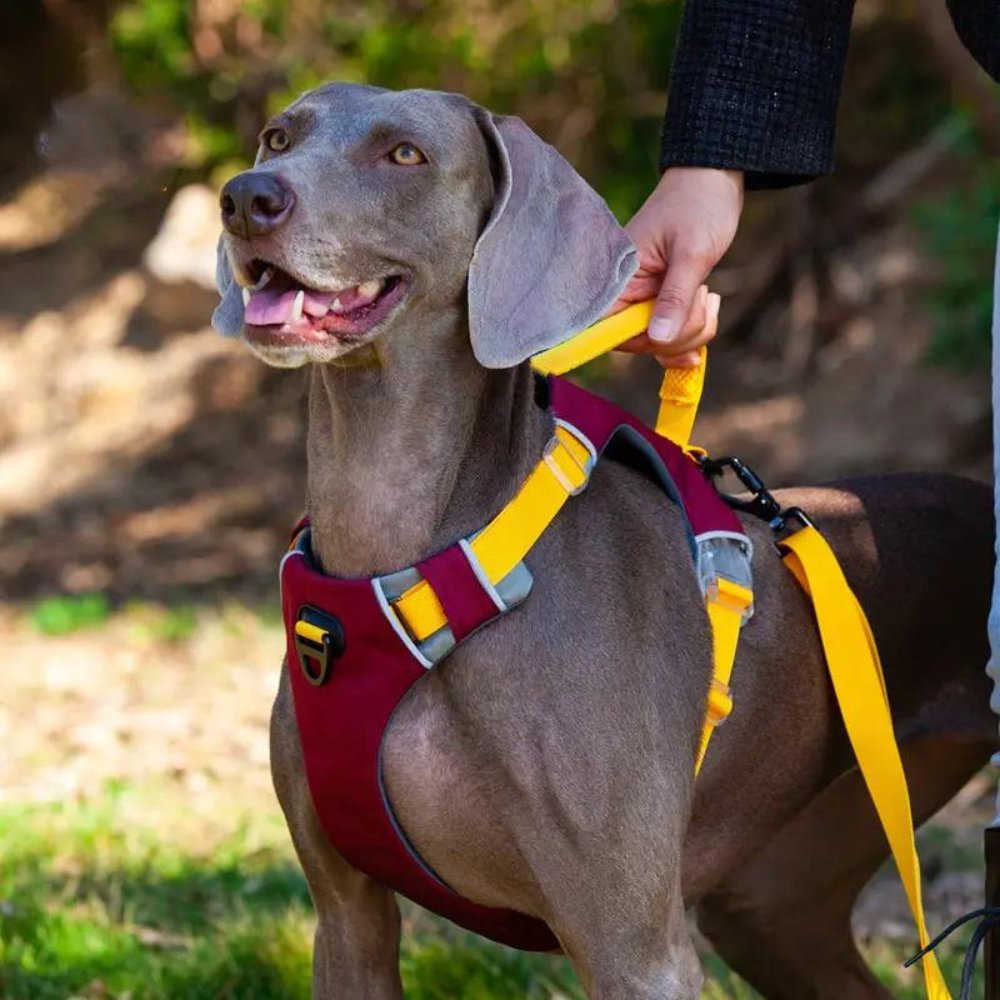 ComfortFit - No Pull Dog Harness