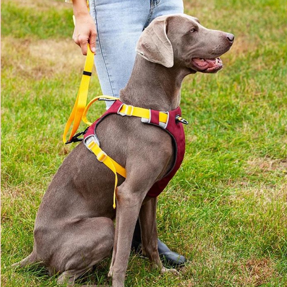 ComfortFit - No Pull Dog Harness