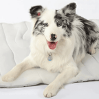 CoolPaws Cooling Mat – Self-Cooling Dog Mat for Hot Summer Relief