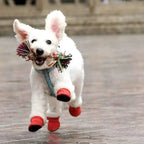 CozyPaws - Dog Waterproof Boots