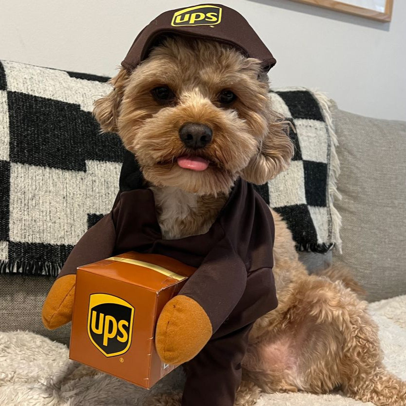 Halloween Dog Costume Delivery Outfit