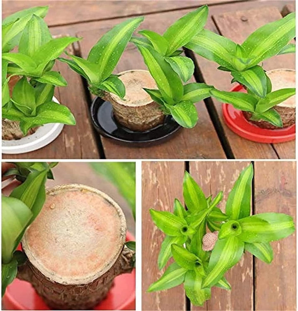 Lucky Brazil Wood Potted Plant