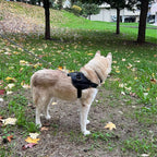 Anti Choke Dog Harness