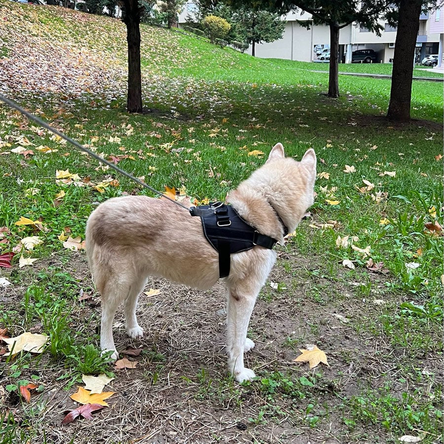 Anti Choke Dog Harness