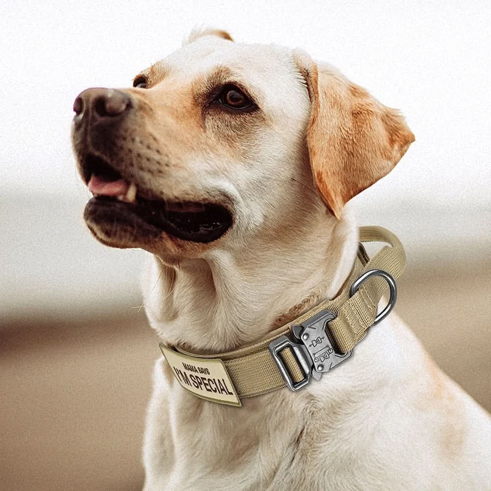 Durable & Adjustable Collar for Training & Everyday Use