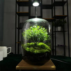 Micro Landscape Glass Vase | Clear Terrarium Planter for Succulents & Home Decor