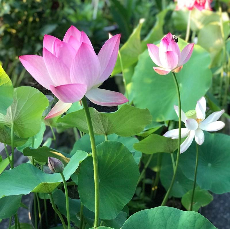 LotusWaters – Bonsai Water Garden Seeds for Pond and Balcony
