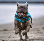 Dog Life Jacket - AquaPup